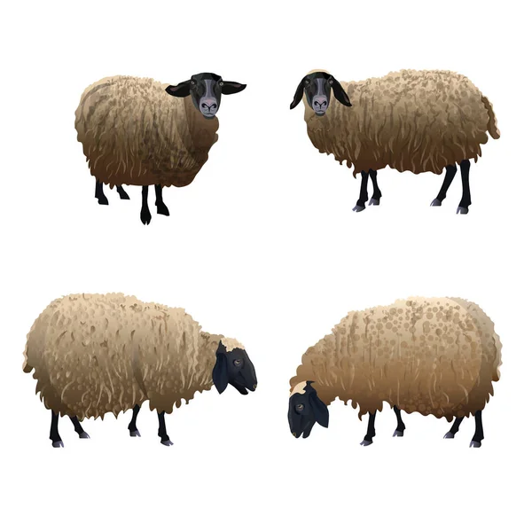 Uppsättning vektor sheeps — Stock vektor