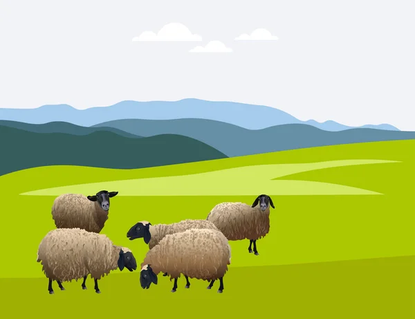 Troupeau de moutons sur pâturage — Image vectorielle