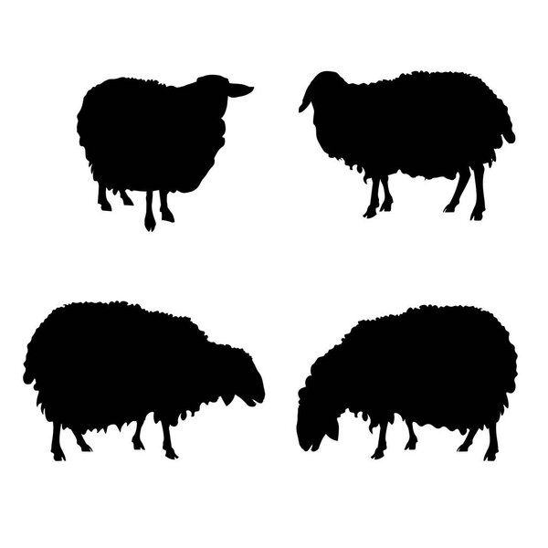 Set of vector silhouettes of sheep