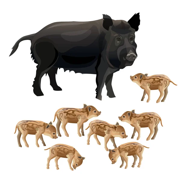 Wild boar sow with piglets — Stock Vector