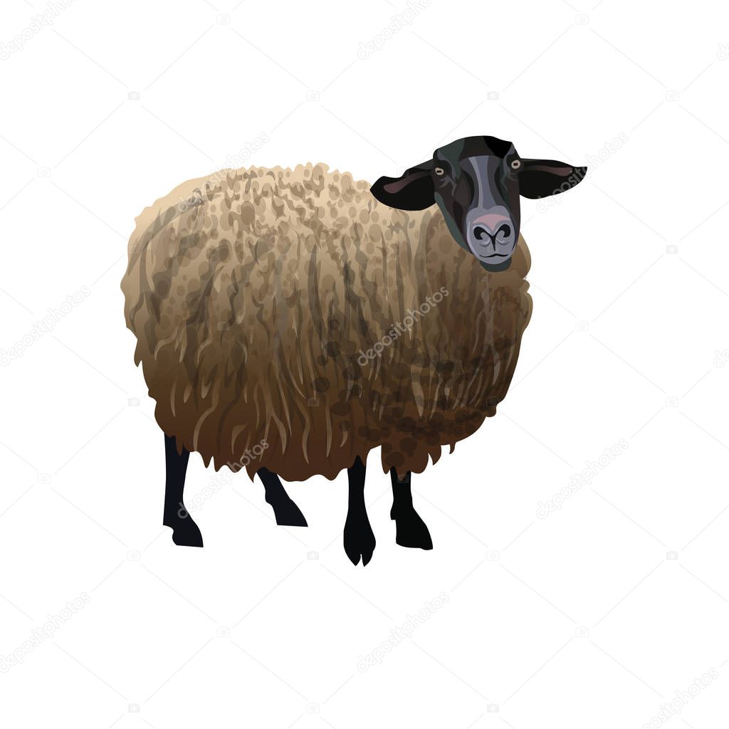 Sheep with black head
