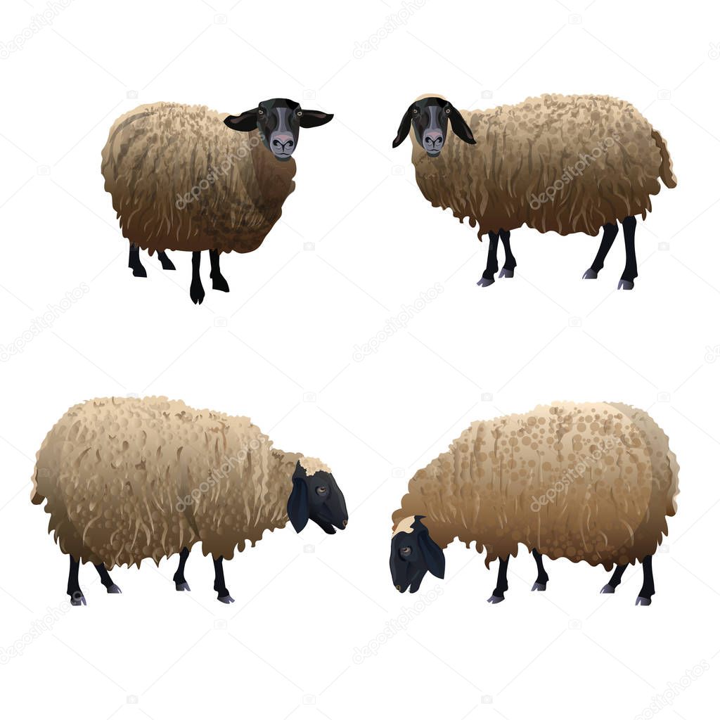 Set of vector sheeps