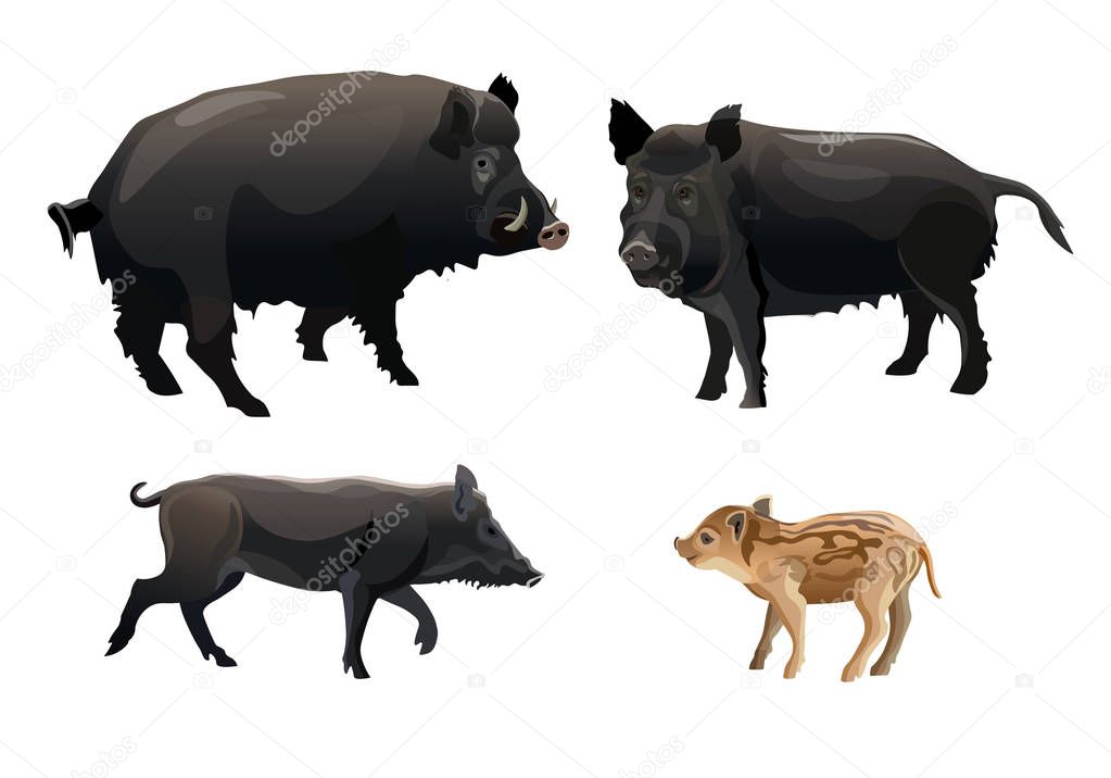A family of wild pigs