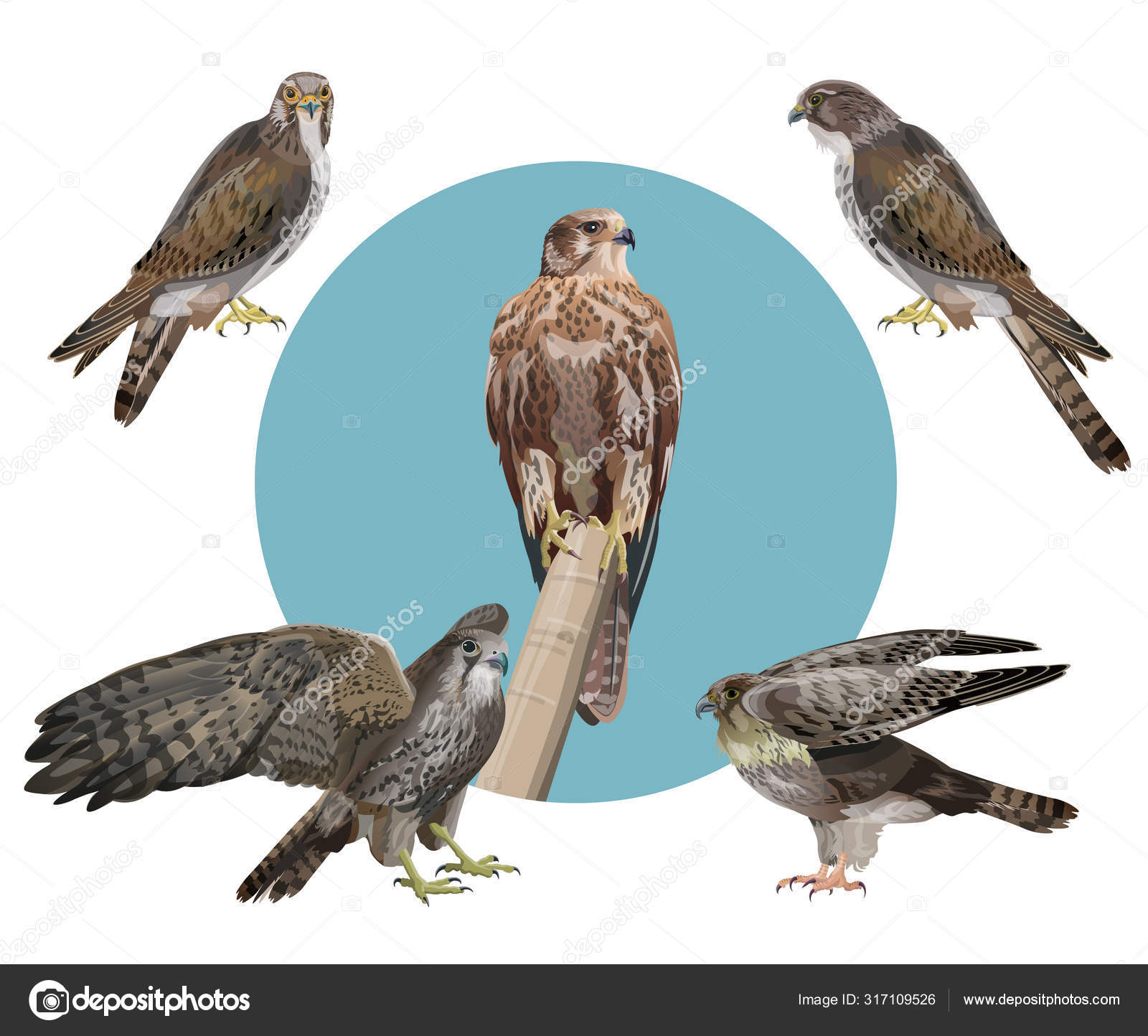 シロハヤブサストックベクター ロイヤリティフリーシロハヤブサイラスト Depositphotos シロハヤブサストックベクター ロイヤリティフリーシロハヤブサイラスト Depositphotos