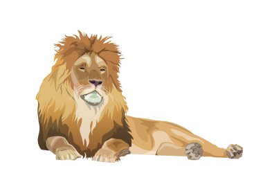 Aslan yatar, vektör resmi gerçekçi bir şekilde