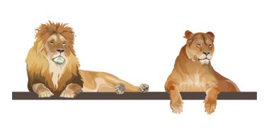 Aslan ve dişi aslan birlikte yatıyor, gerçekçi bir vektör.