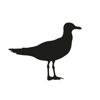 Martı ayakta duruyor, vektör resmi düz şekilde