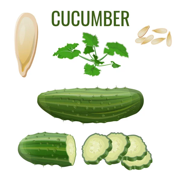 Fresh cucumber set, vector in realistic style — Stock Vector