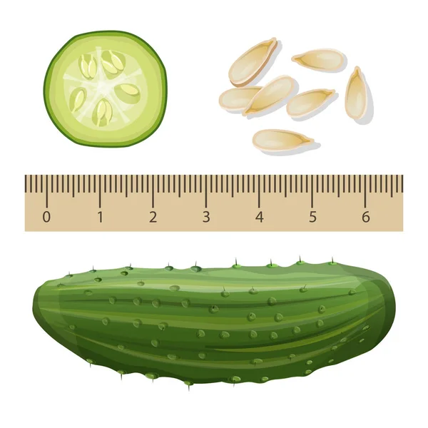 Pepino y regla de medición, conjunto de vectores realistas — Vector de stock