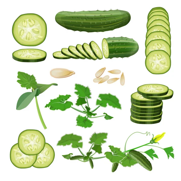 Conjunto de pepino fresco, vector en estilo realista — Vector de stock