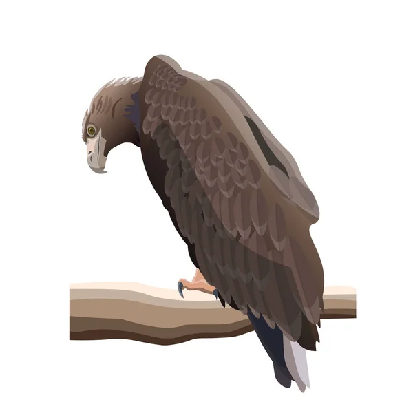Águila dorada, ilustración vectorial en estilo realista — Vector de stock