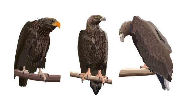 Conjunto de vetores com águias, vetor em estilo realista —  Vetores de Stock
