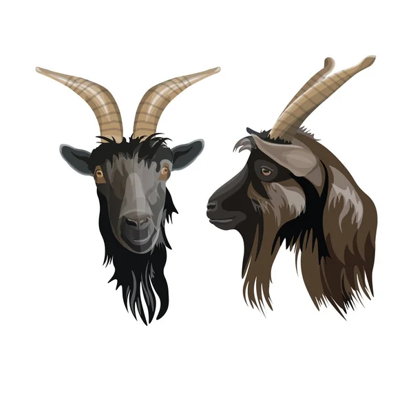 Retrato da cabeça de cabra —  Vetores de Stock