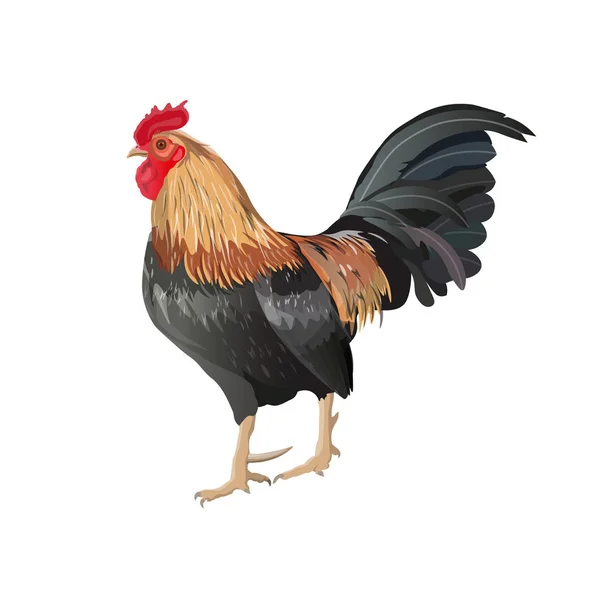 Vecteur de coq coloré — Image vectorielle