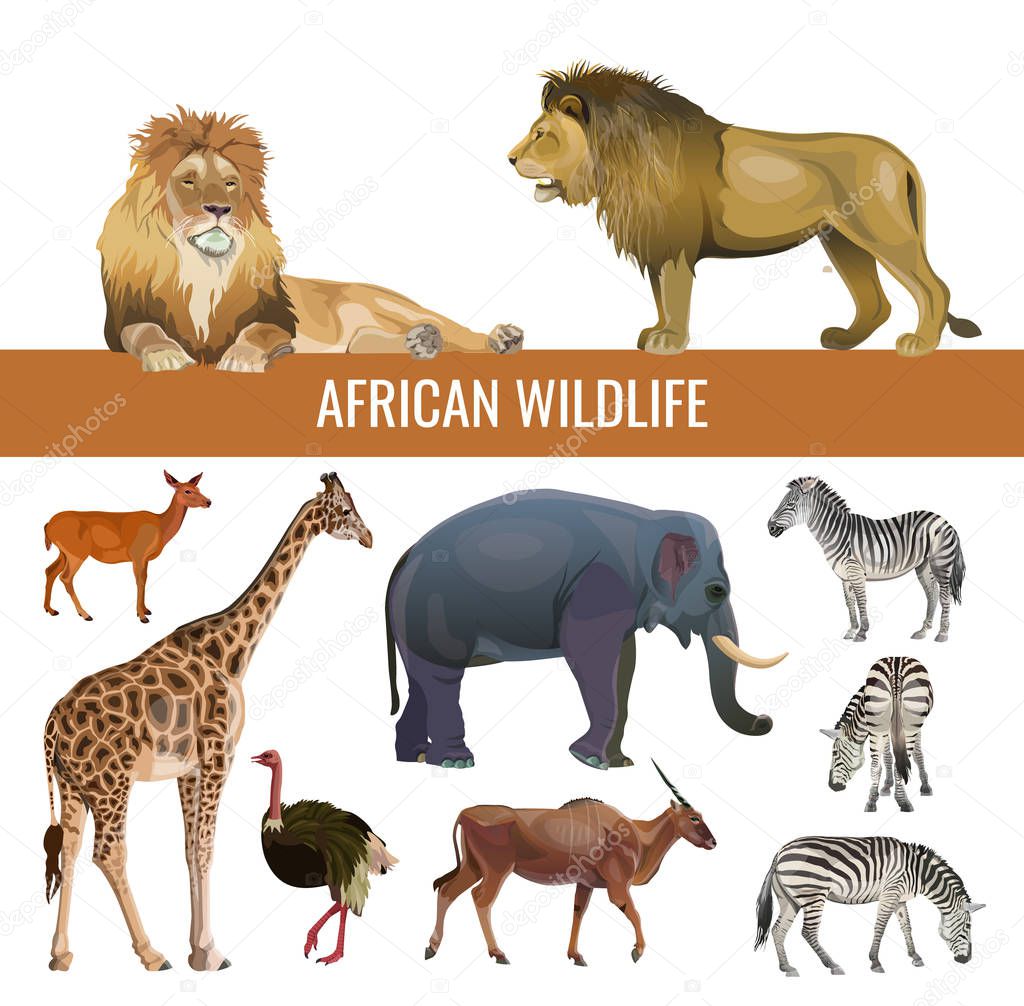 African wildlife, vector image in realistic style