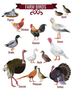 Farm birds set. Poultry domestic animals collection. Pigeon, quail, hen, rooster, goose, duck, pheasant, ostrich, turkey. Vector illustration isolated on white background in realistic style design clipart