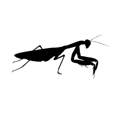 Silhouette of praying mantis. Predatory insect. Vector illustration isolated on white background vector Silhouette of praying mantis. Predatory insect. Vector illustration isolated on white background vector