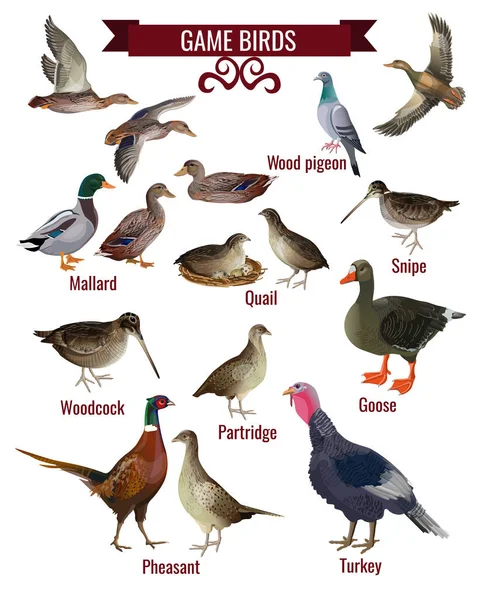 Jeu Oiseaux Collection Oiseaux Chasse Pigeon Des Bois Colvert Bécassine — Image vectorielle