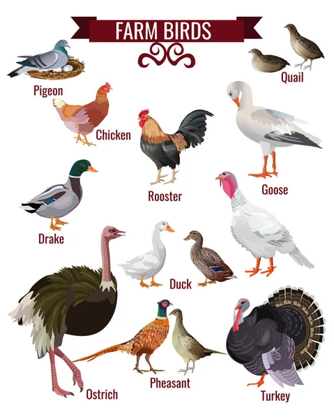 Farm Birds Set Poultry Domestic Animals Collection Pigeon Quail Hen — Stock Vector