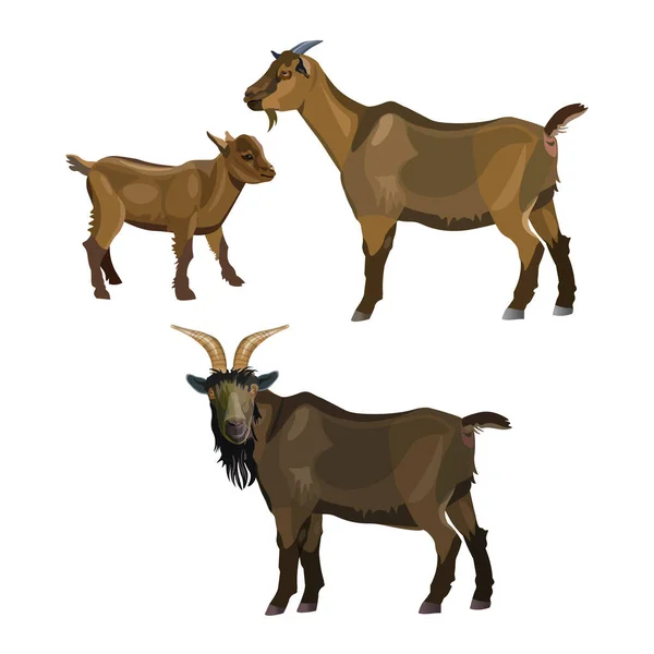 Goat Family Buck Nanny Kid Vector Illustration Isolated White Background — Stock Vector