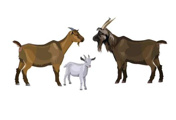 Goat Family Buck Nanny Kid Vector Illustration Isolated White Background — Stock Vector