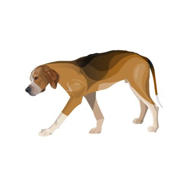 Yorgun av köpeği yavaşça yürüyor.