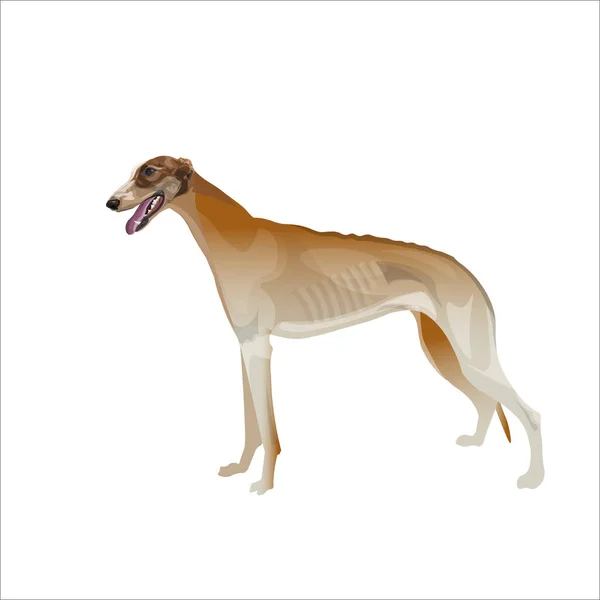 Beyaz vektör illüstrasyonunda kahverengi tazı köpeği — Stok Vektör