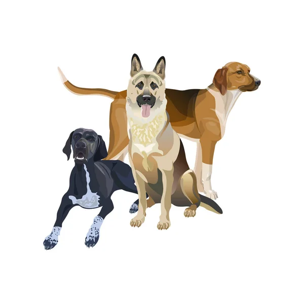 Um grupo de cães de raças diferentes . — Vetor de Stock