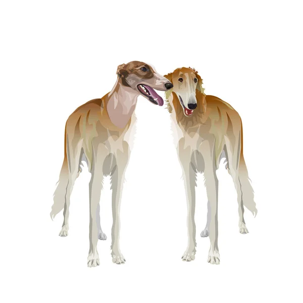 Un paio di cani borzoi su sfondo bianco — Vettoriale Stock