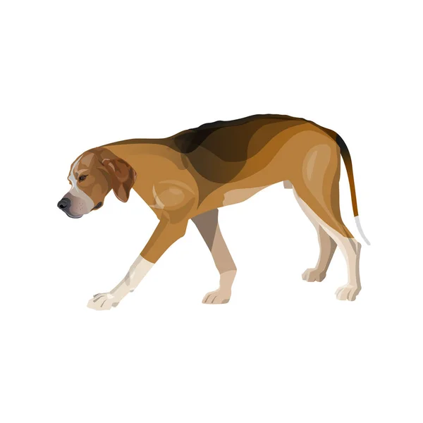 Cansado perro de raza perro está caminando lentamente — Vector de stock