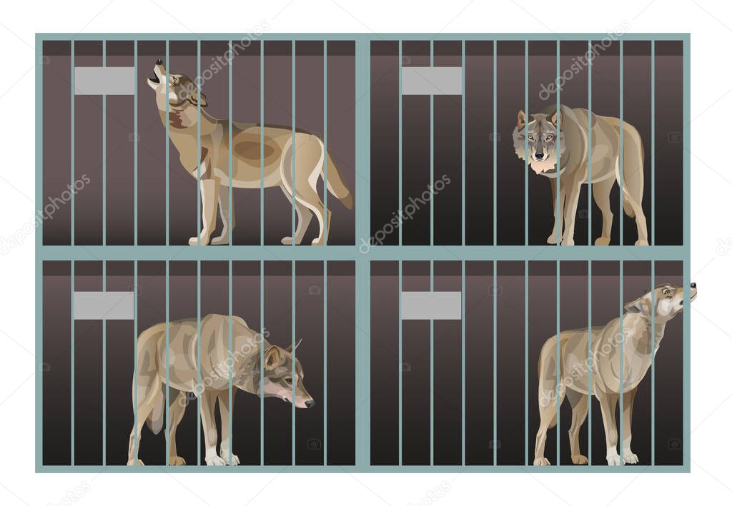 Wild gray wolves in a cage. Animals in captivity