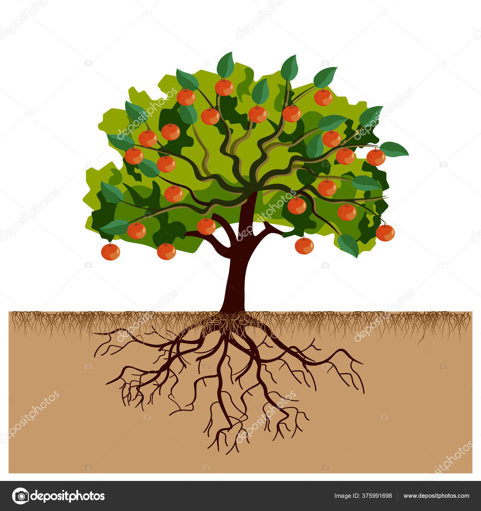 Manzano grande con frutas y raíces Vector de stock #375991698 de ©newgena, image size:1600x1700