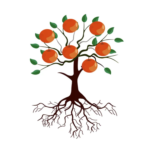 Baum mit Wurzeln und reifen Früchten Cartoonbild — Stockvektor