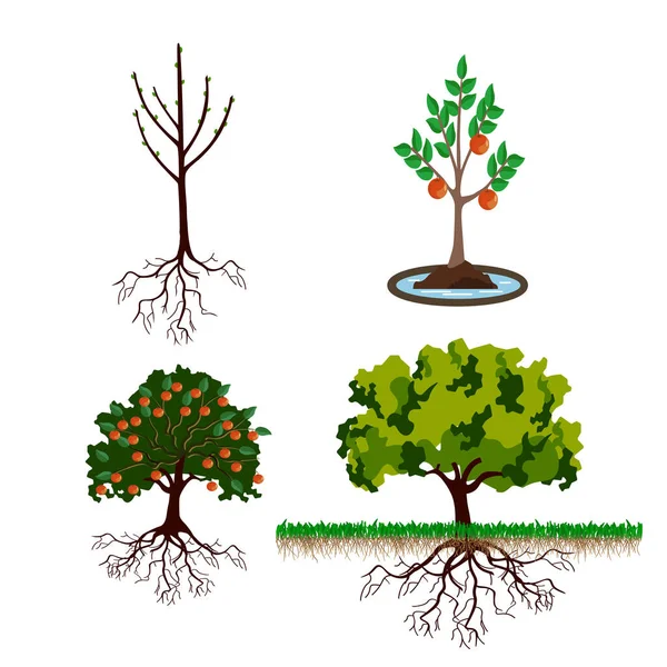 Étapes de croissance de l'arbre, du germe à la plante adulte — Image vectorielle