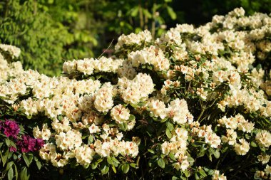 Rhododendronlar - Glinna, Polonya 'daki dendroloji bahçesi. İlkbahar 2019.