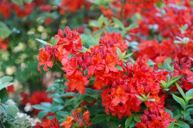 Rhododendronlar - Glinna, Polonya 'daki dendroloji bahçesi. İlkbahar 2019.