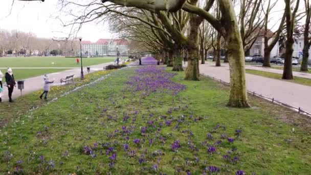 ポーランドのシュチェチンにあるJasne Blonia Square March 2020 Flight Crocuses 紫色のクロッカスの花 人を休ませる — ストック動画