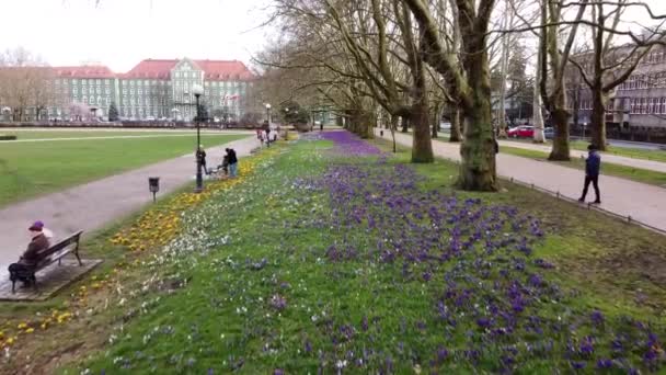 ポーランドのシュチェチンにあるJasne Blonia Square March 2020 Flight Crocuses 紫色のクロッカスの花 人を休ませる — ストック動画