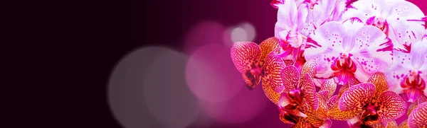 Bunte Panorama Orchideen Mit Bokeh Auf Schwarzem Hintergrund — Stockfoto