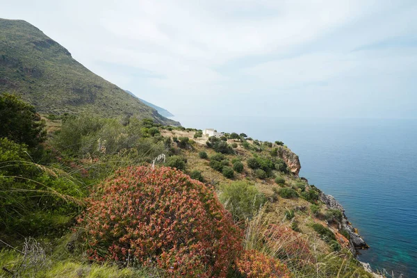 Спокійний Вид Червоними Квітами Морем Заповіднику Зінгаро Сицилії — стокове фото