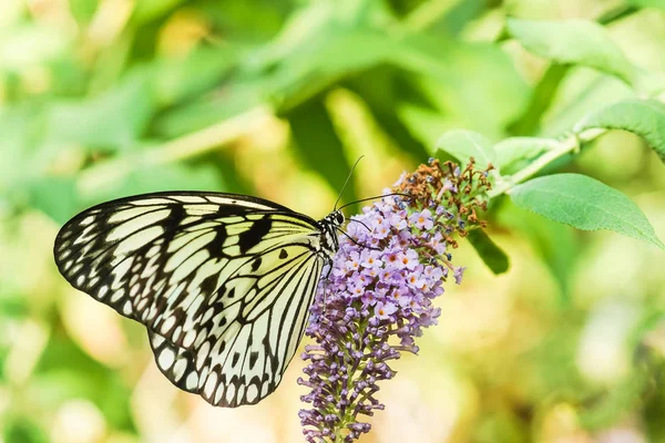 Beautiful tropical butterfly Idea white (Rice paper) or wood Nymph (lat. Idea leuconoe) on the inflorescence Buddle of David, or mutable (lat. Buddleja davidii)