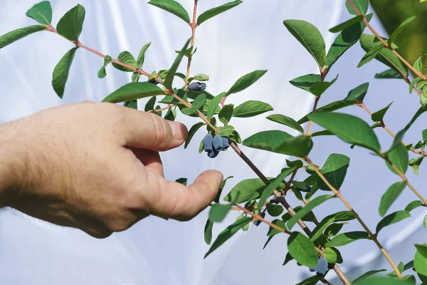 A human hand reaches for a ripe blue berries of edible honeysuckle (lat. Lonicera caerulea) on a branch