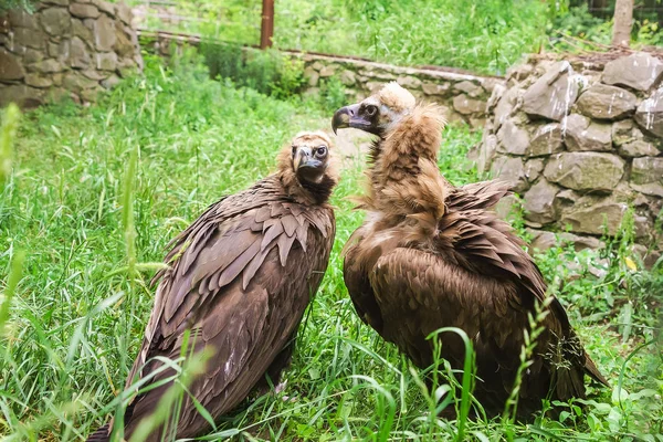 The black vulture or black vulture (Aegypius monachus) is a bird of the hawk family