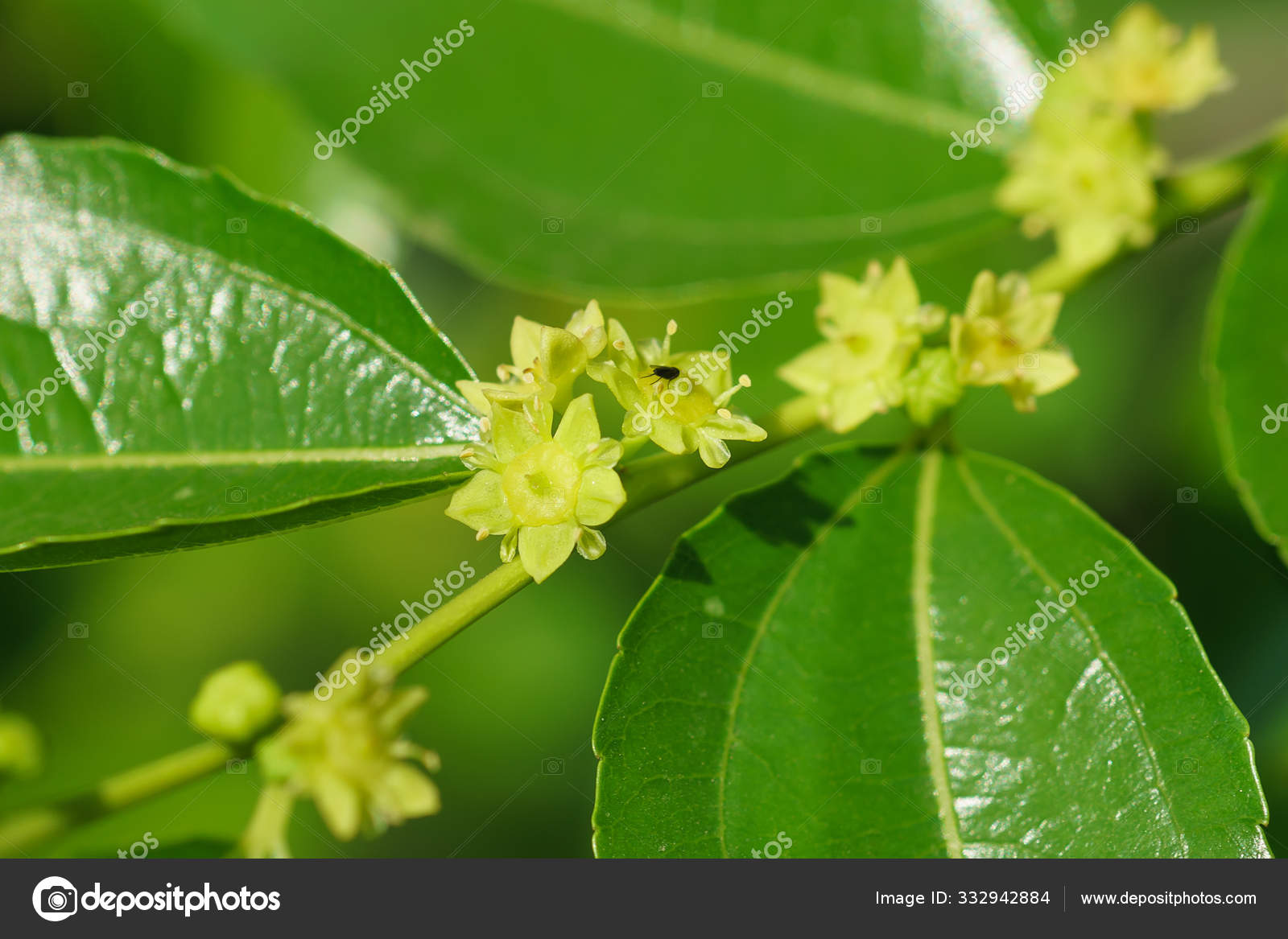 Small Yellow Flowers Jujube Jujube Real Chinese Date Capiinit Jojoba Lat In The Process Jujuba Stock Photo By C Garmashevanatali