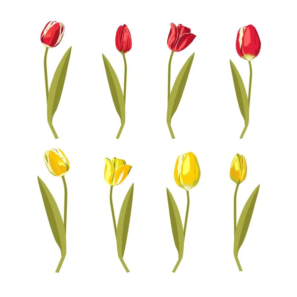 Tulipanes amarillo y rojo — Vector de stock