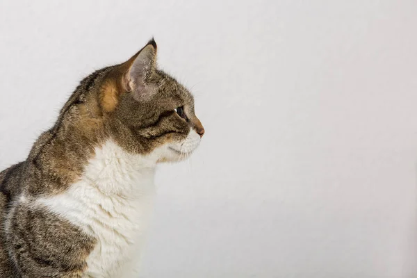 滑稽而好奇的条纹猫的侧视图特写 — 图库照片