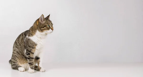滑稽好奇的条纹猫的全长肖像，看着旁边 — 图库照片