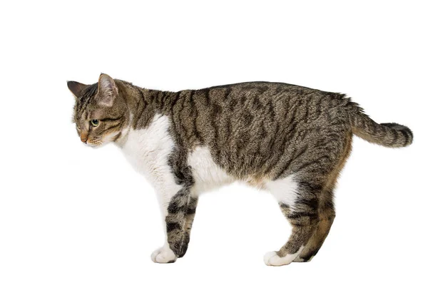 Side view profile of curious striped cat walking and looking dow — Stock Photo, Image