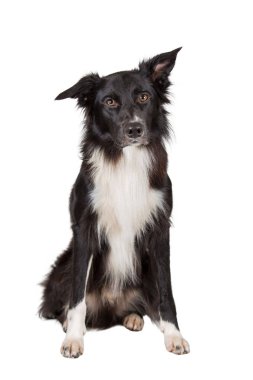 Safkan bir Collie Border bakışının tam boy portresi.