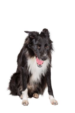 Border Collie 'nin esnemekte olan yorgun safkan köpeğinin portresi.